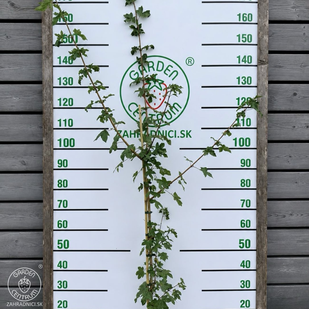 Obrázok Javor poľný (Acer campestre) - výška 140-170 cm, kont. C5L